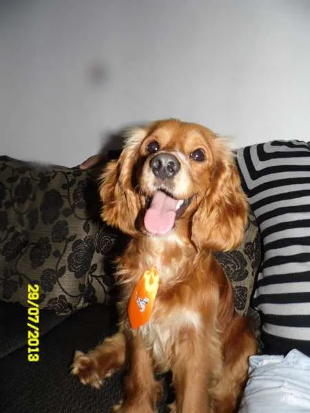 Cachorro ra a Cocker idade 3 anos nome Tina ,Espiro,Pandora