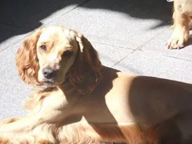 Cachorro ra a Cocker idade 3 anos nome Tina ,Espiro,Pandora