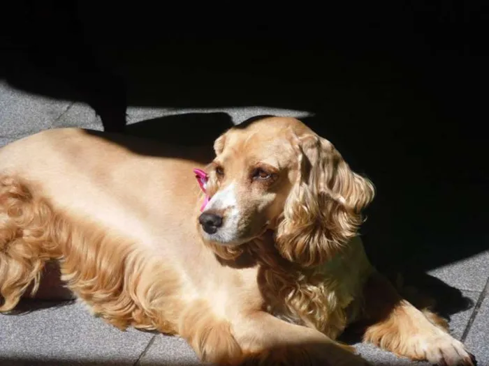 Cachorro ra a Cocker idade 3 anos nome Tina ,Espiro,Pandora