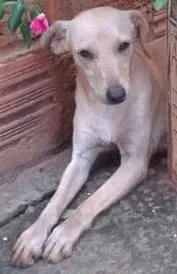 Cachorro ra a misturado idade 7 a 11 meses nome TIMIDO