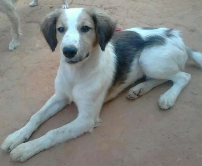 Cachorro ra a Vira lata idade 1 ano nome Mike