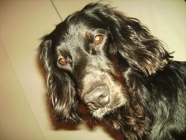Cachorro raça Cocker idade 1 ano nome thor