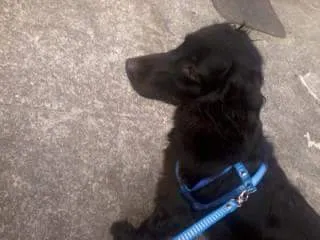 Cachorro raça Cocker idade 1 ano nome thor