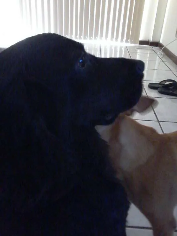 Cachorro raça Cocker idade 1 ano nome thor