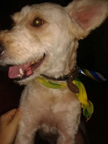 Cachorro ra a Vira-lata idade 6 ou mais anos nome Rave