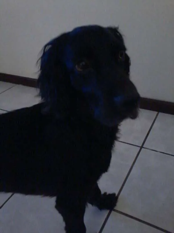 Cachorro raça Cocker idade 1 ano nome thor