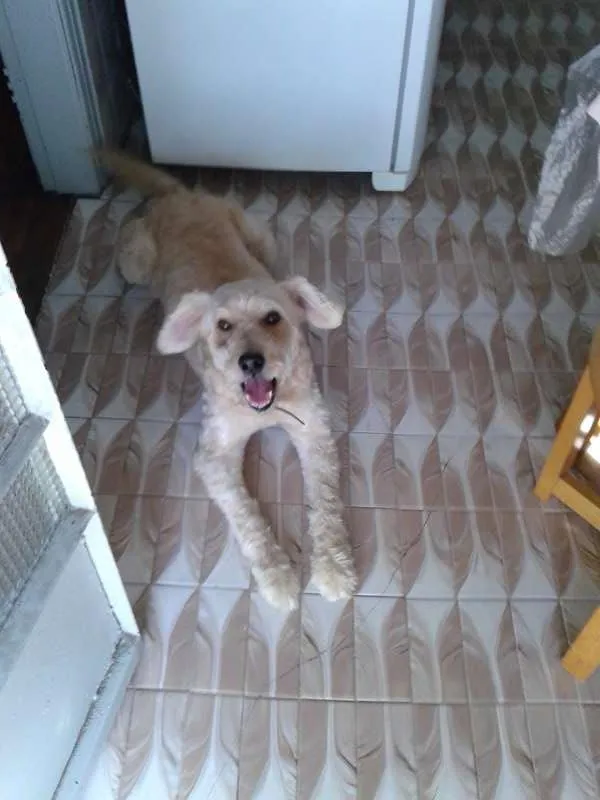 Cachorro ra a Vira-lata idade 6 ou mais anos nome Rave