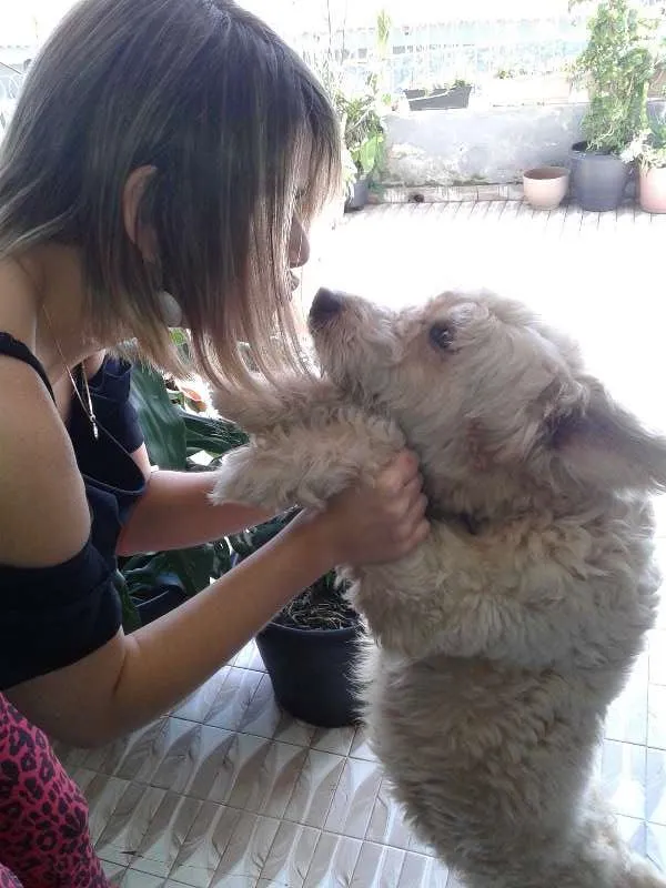 Cachorro ra a Vira-lata idade 6 ou mais anos nome Rave