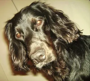 Cachorro raça Cocker idade 1 ano nome thor