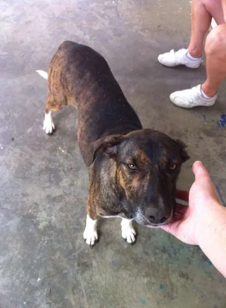 Cachorro ra a Tikin idade 2 anos nome Mel
