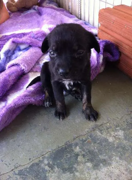 Cachorro ra a Tikin idade 2 anos nome Mel