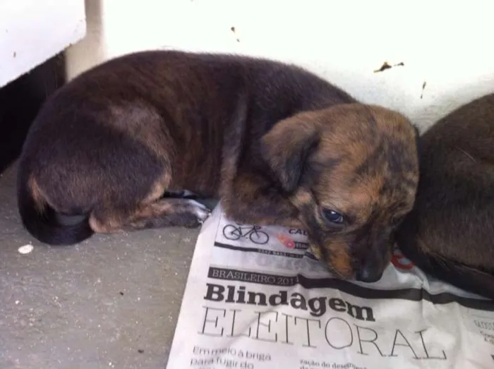 Cachorro ra a Tikin idade 2 anos nome Mel