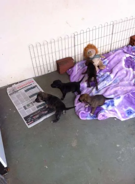 Cachorro ra a Tikin idade 2 anos nome Mel