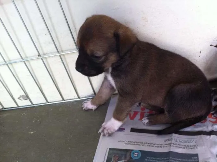 Cachorro ra a Tikin idade 2 anos nome Mel