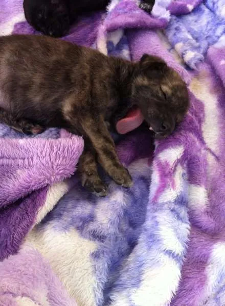 Cachorro ra a Tikin idade 2 anos nome Mel