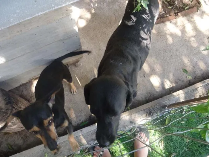 Cachorro ra a Labrador/linguicinha idade 5 anos nome Pink e Belinha