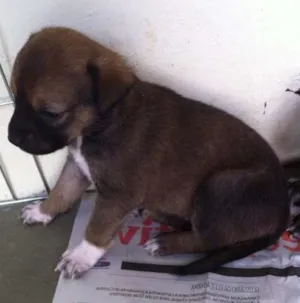 Cachorro raça Tikin idade 2 anos nome Mel
