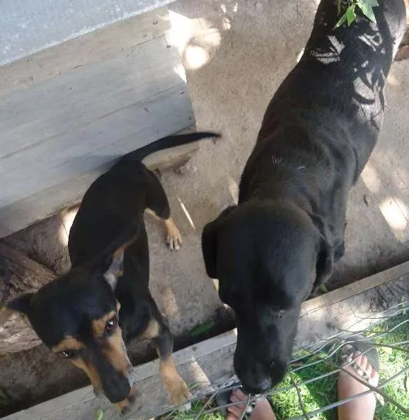 Cachorro ra a Labrador/linguicinha idade 5 anos nome Pink e Belinha
