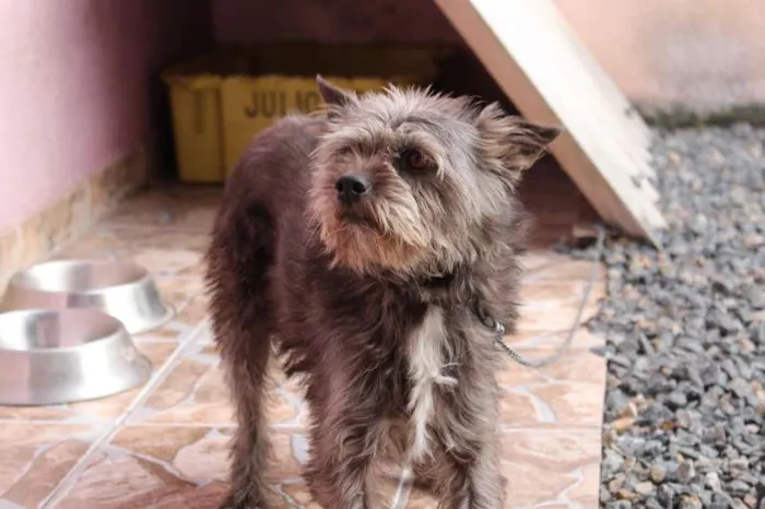 Cachorro ra a RND idade 3 anos nome Floquinha