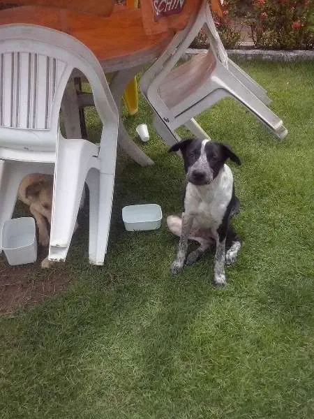 Cachorro raça SRD idade 2 a 6 meses nome BOB