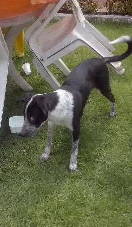 Cachorro raça SRD idade 2 a 6 meses nome BOB