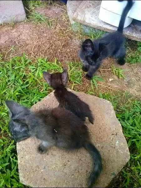 Gato ra a Viralata  idade 2 a 6 meses nome Felpuda, Miniatura 
