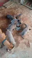 são filhotes quem a