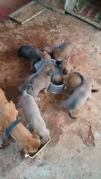 Cachorro ra a  idade Abaixo de 2 meses nome são filhotes quem a