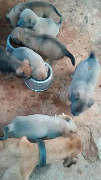 Cachorro ra a  idade Abaixo de 2 meses nome são filhotes quem a