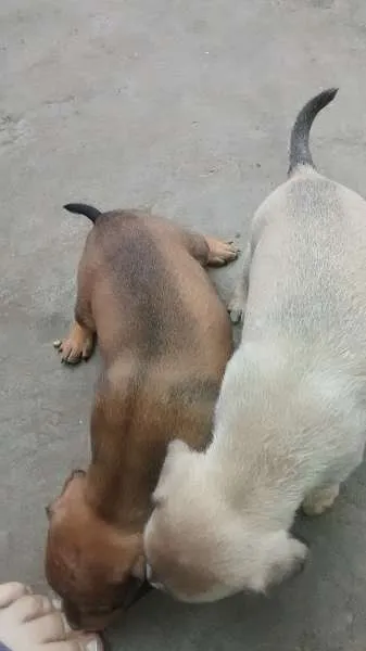 Cachorro ra a idade Abaixo de 2 meses nome nao sei