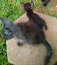 Felpuda, Miniatura 