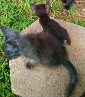 Gato raça Viralata  idade 2 a 6 meses nome Felpuda, Miniatura 