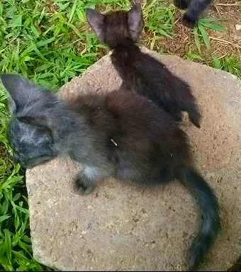 Gato ra a Viralata  idade 2 a 6 meses nome Felpuda, Miniatura 