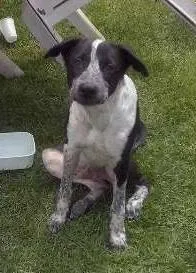 Cachorro raça SRD idade 2 a 6 meses nome BOB