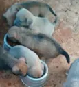 são filhotes quem a