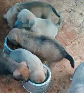 Cachorro ra a  idade Abaixo de 2 meses nome são filhotes quem a