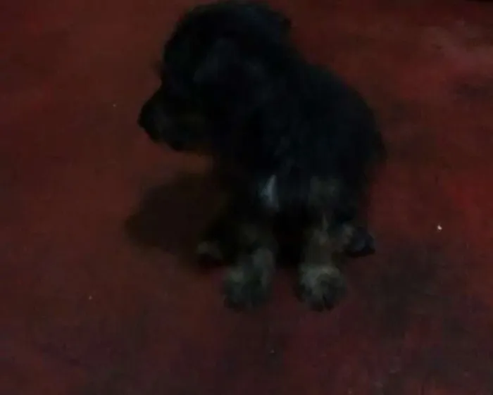 Cachorro ra a mestiço idade 2 a 6 meses nome sem nome
