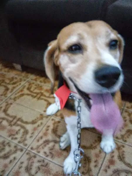 Cachorro ra a Beagle idade 6 ou mais anos nome Lupy