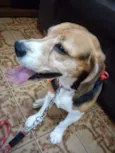 Lupy