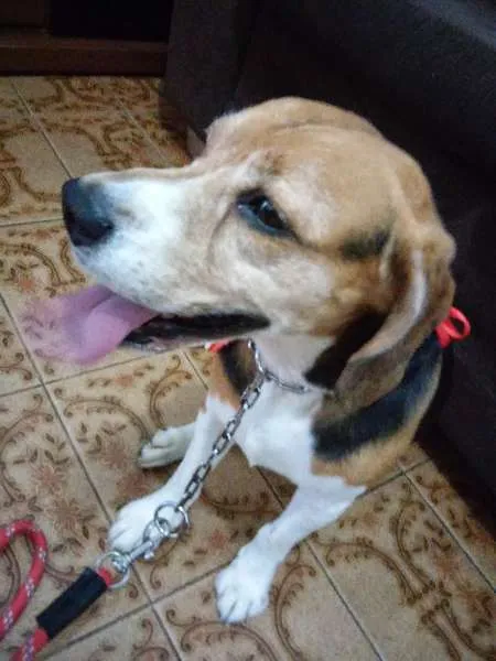Cachorro ra a Beagle idade 6 ou mais anos nome Lupy