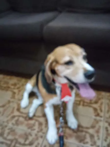 Cachorro ra a Beagle idade 6 ou mais anos nome Lupy