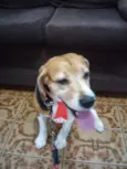 Lupy
