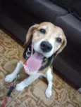 Lupy