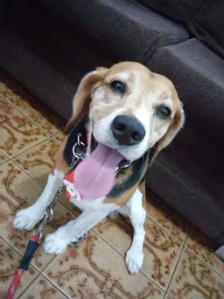 Cachorro ra a Beagle idade 6 ou mais anos nome Lupy