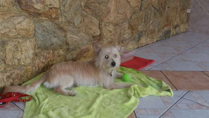 Cachorro ra a SRD idade 1 ano nome Bilu