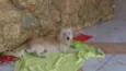 Bilu