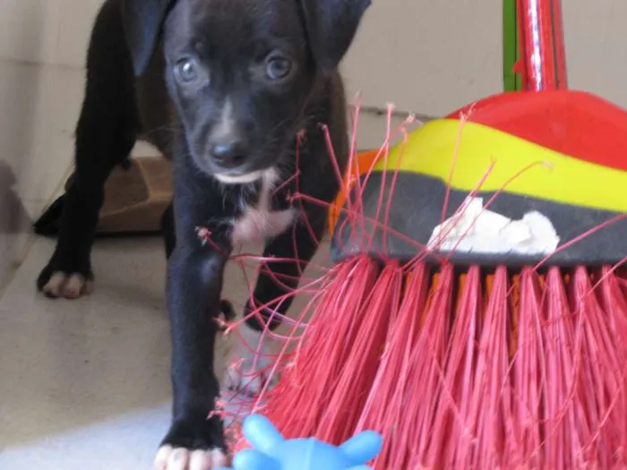 Cachorro ra a não sei idade Abaixo de 2 meses nome Barnabé