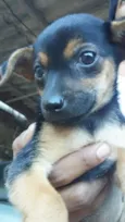 Ainda não possui nome