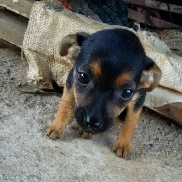 Cachorro raça vira lata idade Abaixo de 2 meses nome Ainda não  possui nome 