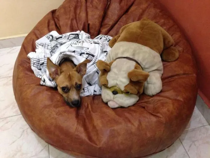 Cachorro ra a SRD idade 2 anos nome Toddy